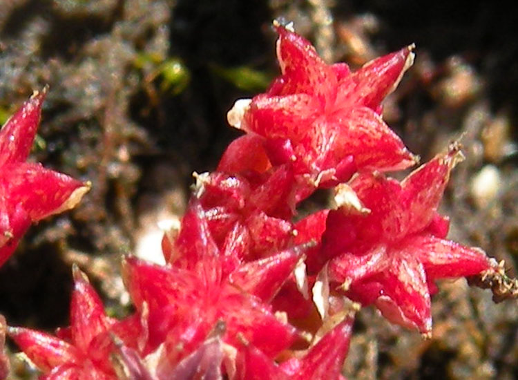 Sedum atratum